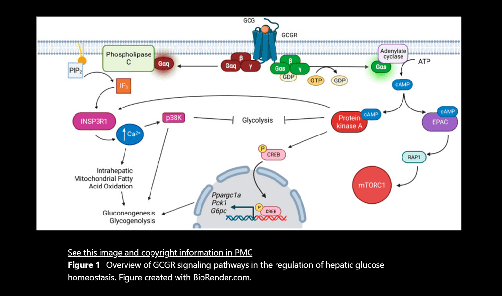 Insulin and Glucagon