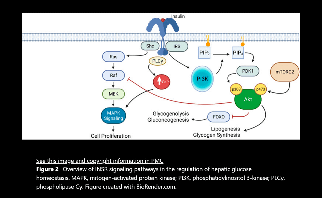 Insulin and Glucagon