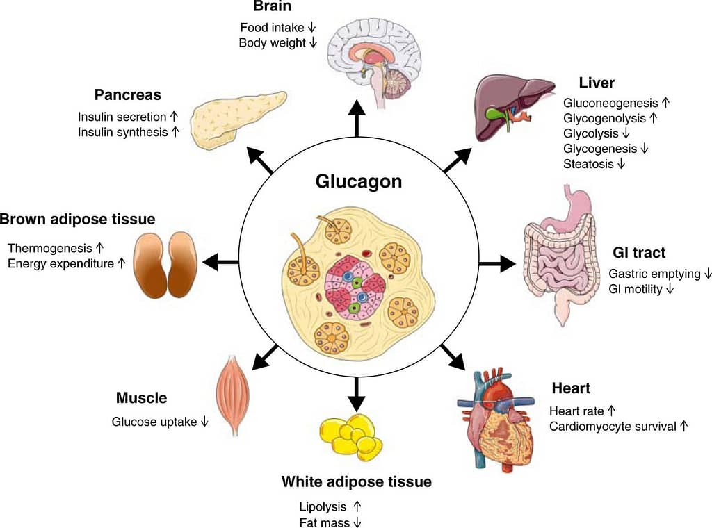 Glucagon and Insulin