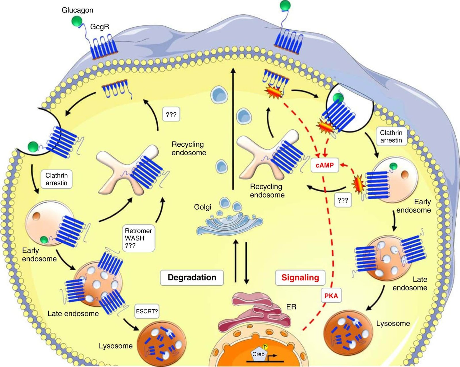 Glucagon and Insulin