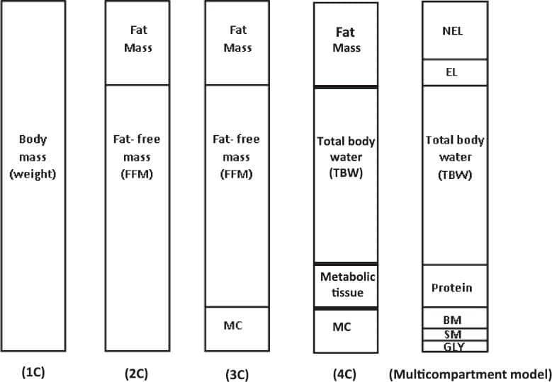 body composition analysis